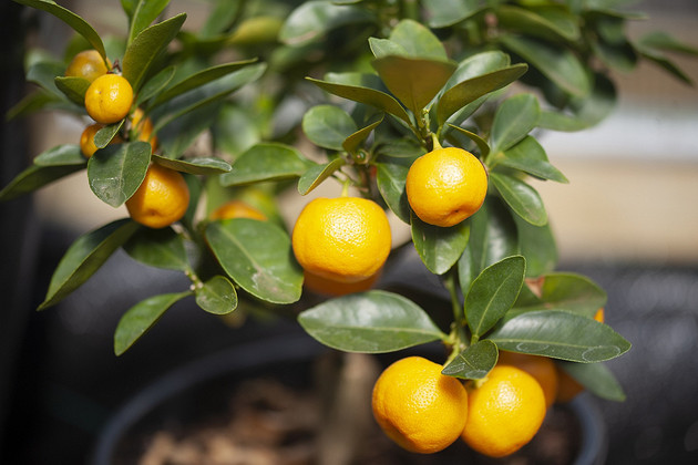 Мандарин из косточки в домашних условиях: как его вырастить и получить урожай