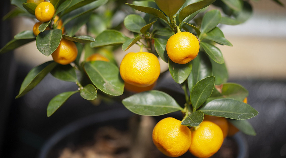 Мандарин из косточки в домашних условиях: как его вырастить и получить урожай