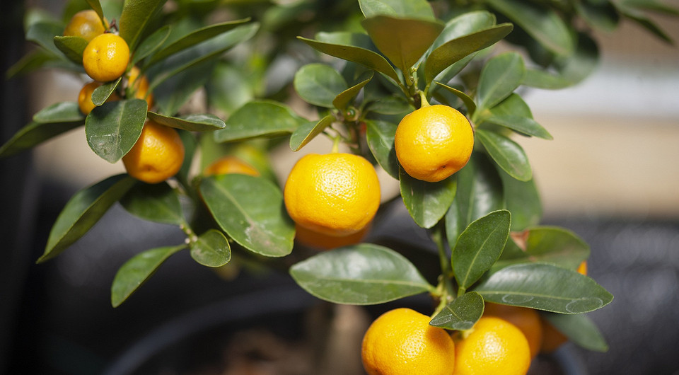 Мандарин из косточки в домашних условиях: как его вырастить и получить урожай