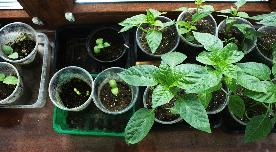 Благоприятные дни для посадки перца в марте 2026 года: лунный календарь