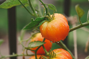 Благоприятные дни для посадки помидоров в феврале 2026 года: советы по лунному календарю