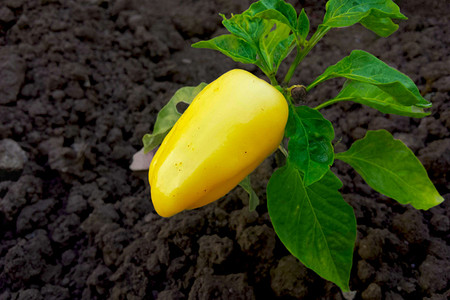 Благоприятные дни для посадки перца в феврале 2026 года: лунный календарь и климатические особенности