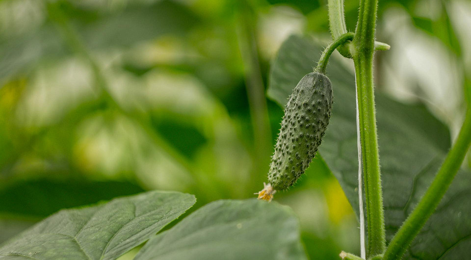 Когда сажать огурцы в феврале 2026: лучшие дни и рекомендации по выращиванию рассады