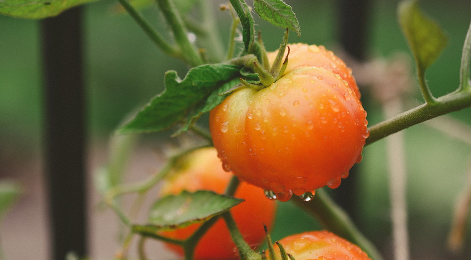 Благоприятные дни для посадки помидоров в феврале 2026 года: советы по лунному календарю