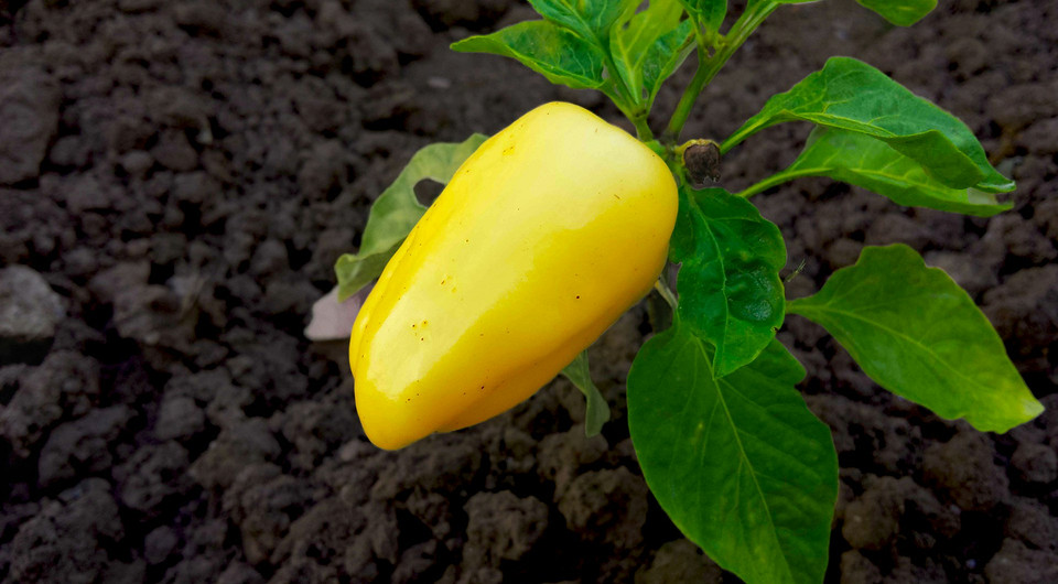 Благоприятные дни для посадки перца в феврале 2026 года: лунный календарь и климатические особенности