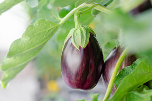 Когда сеять баклажаны на рассаду в 2026: подходящие сроки и лучшие дни по лунному календарю