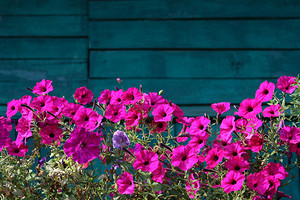 Когда сажать петунию семенами на рассаду в 2026 году: выбираем лучшую дату для посева по лунному календарю