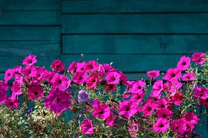 Когда сажать петунию семенами на рассаду в 2026 году: выбираем лучшую дату для посева по лунному календарю