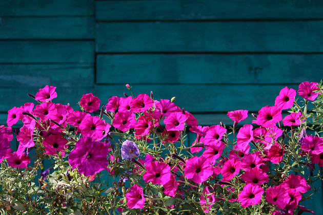 Когда сажать петунию семенами на рассаду в 2026 году: выбираем лучшую дату для посева по лунному календарю