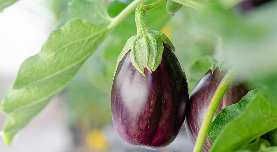 Когда сеять баклажаны на рассаду в 2026: подходящие сроки и лучшие дни по лунному календарю