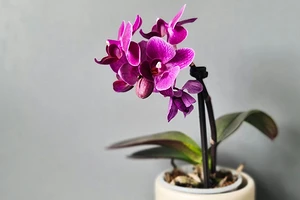 Чем обработать орхидею от вредителей: биопрепараты, химия и профилактика