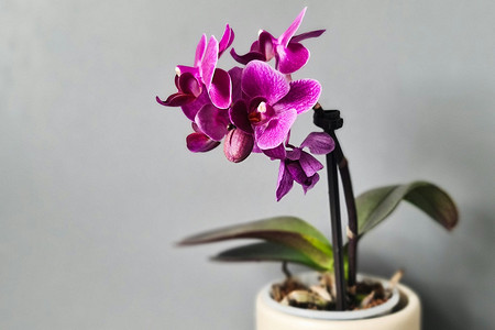 Чем обработать орхидею от вредителей: биопрепараты, химия и профилактика