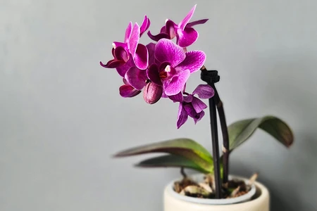 Чем обработать орхидею от вредителей: биопрепараты, химия и профилактика