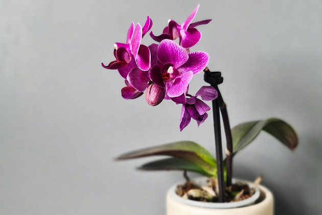 Чем обработать орхидею от вредителей: биопрепараты, химия и профилактика