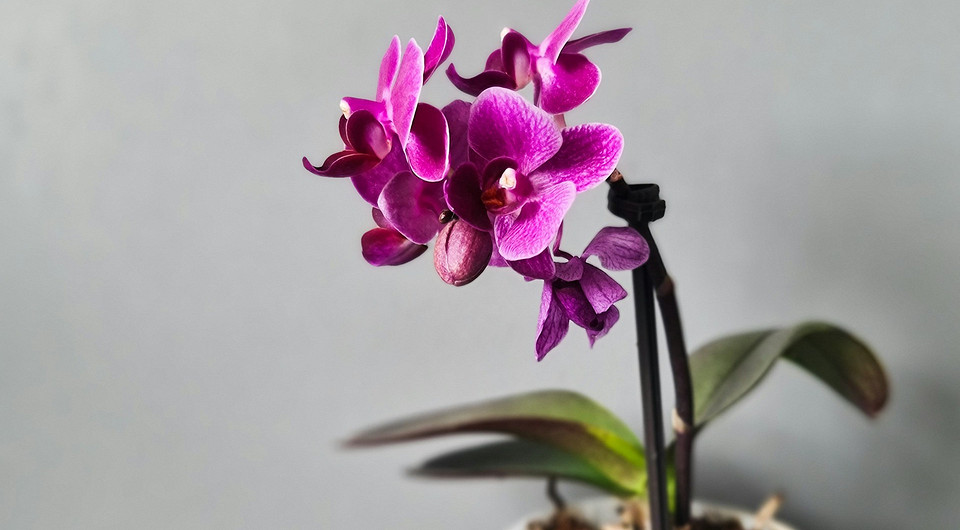 Чем обработать орхидею от вредителей: биопрепараты, химия и профилактика