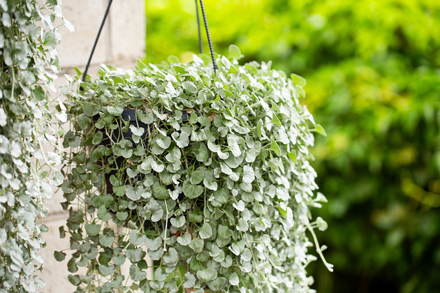 Дихондра: выращивание из семян в домашних условиях, правила ухода