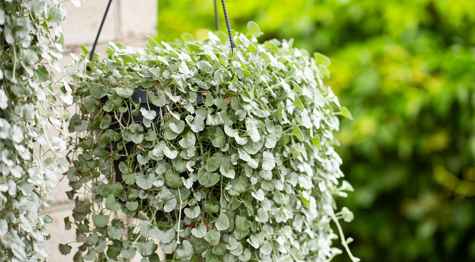 Дихондра: выращивание из семян в домашних условиях, правила ухода