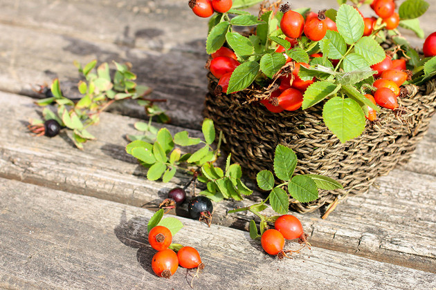 Сорта шиповника: 10 названий для выращивания на своей даче
