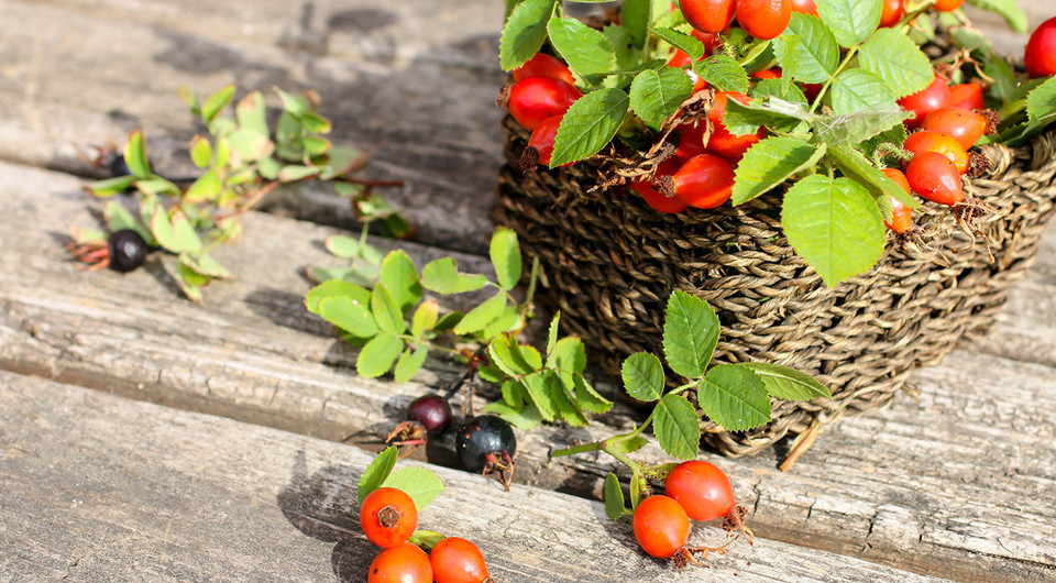 Сорта шиповника: 10 названий для выращивания на своей даче