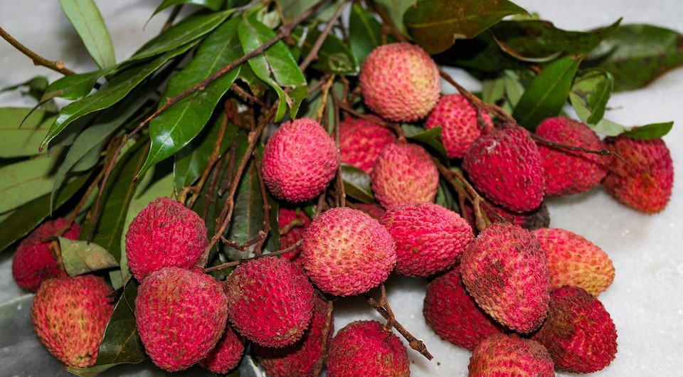 Как вырастить личи в домашних условиях: советы для любителей экзотических растений