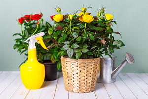 Мучнистая роса на розах: как она выглядит и чем лечить домашние растения