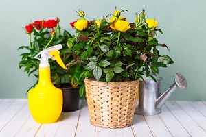 Мучнистая роса на розах: как она выглядит и чем лечить домашние растения