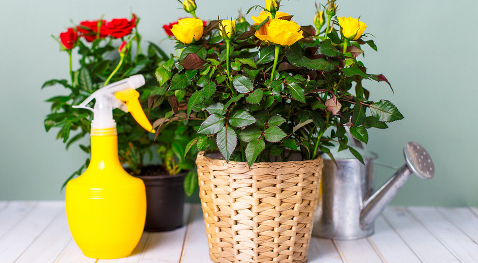 Мучнистая роса на розах: как она выглядит и чем лечить домашние растения