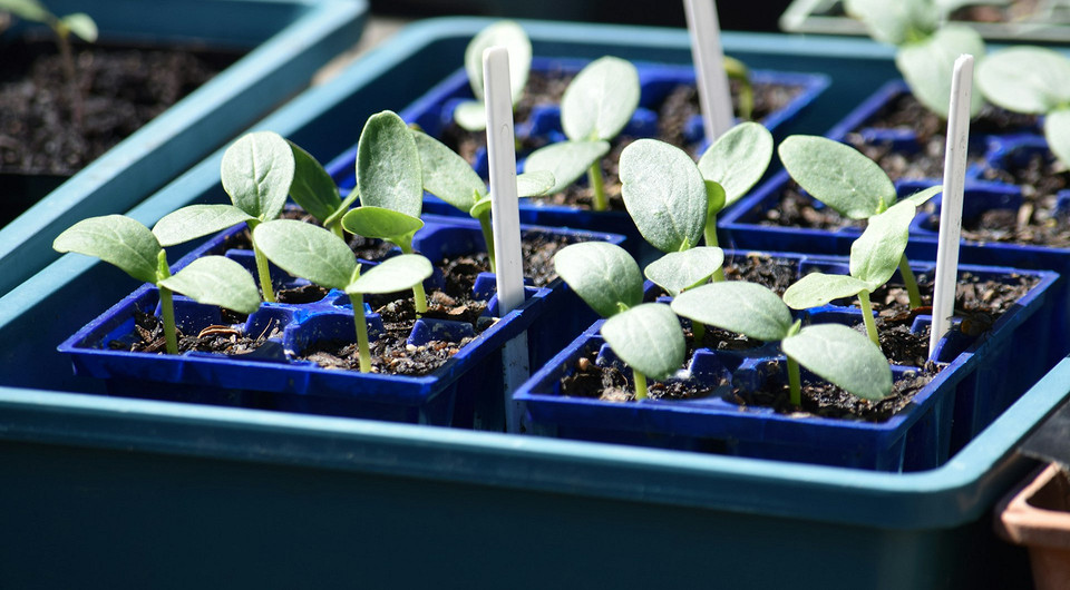 Благоприятные дни для посадки огурцов в марте 2026 года: рассчитываем по лунному календарю