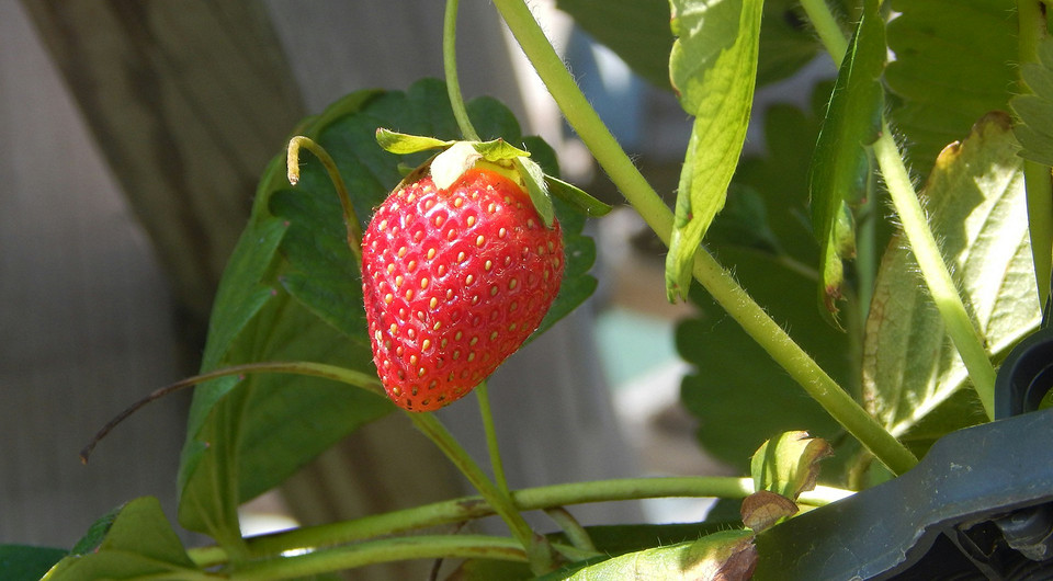 Клубника фриго: что это такое и как ее сажать