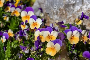 Открываем дачный сезон: 8 растений, которые переживут холодную весну