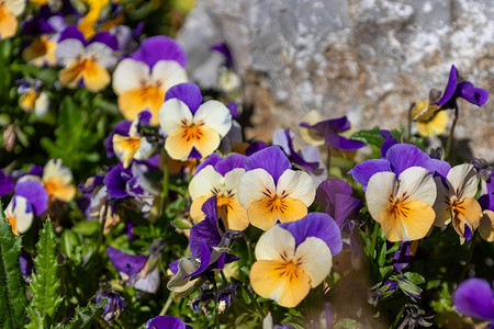 Открываем дачный сезон: 8 растений, которые переживут холодную весну