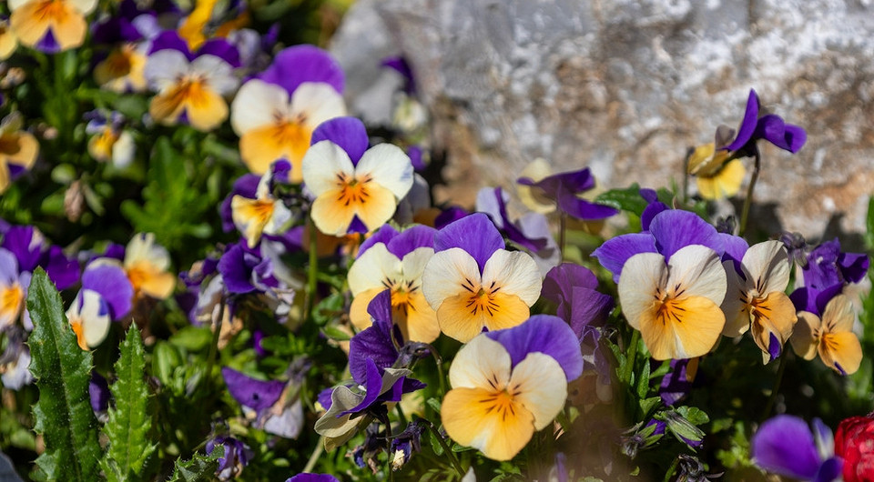 Открываем дачный сезон: 8 растений, которые переживут холодную весну