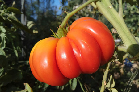 Благоприятные дни для посадки помидоров в марте 2026 года: расчет по лунному календарю и другим факторам