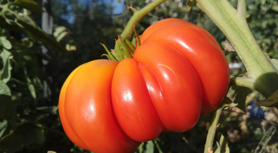 Благоприятные дни для посадки помидоров в марте 2026 года: расчет по лунному календарю и другим факторам