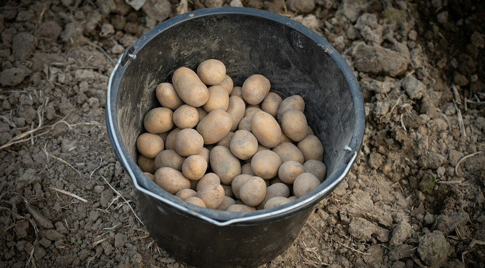 Посадка картофеля в апреле 2026 года: лучшие дни по лунному календарю и климатическим признакам