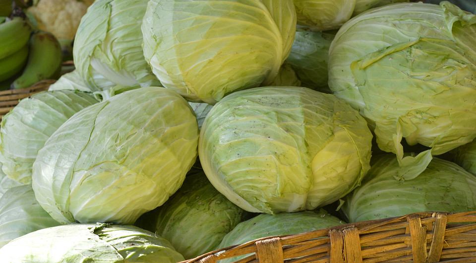 Когда сажать капусту на рассаду в 2026 году: благоприятные дни по лунному календарю