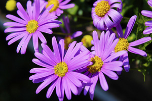 Цветы, похожие на ромашки: 19 видов, которые можно посадить на даче