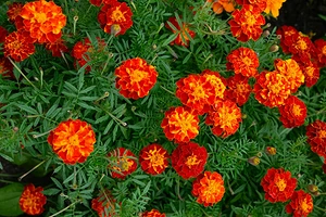 Когда сажать бархатцы в 2026 году: лучшие дни по лунному календарю и пример расчета