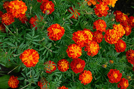 Когда сажать бархатцы в 2026 году: лучшие дни по лунному календарю и пример расчета