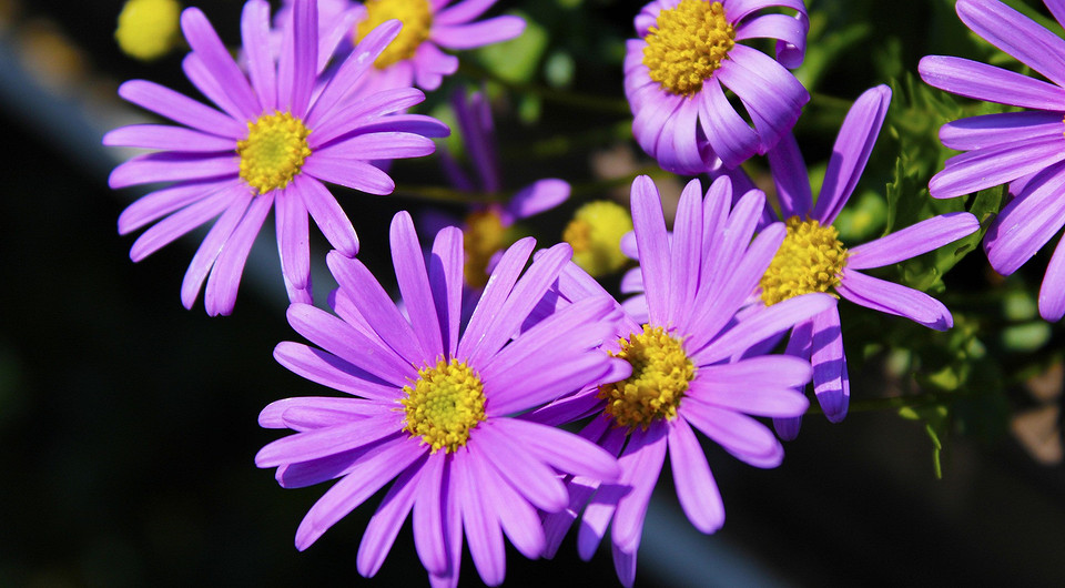 Цветы, похожие на ромашки: 19 видов, которые можно посадить на даче