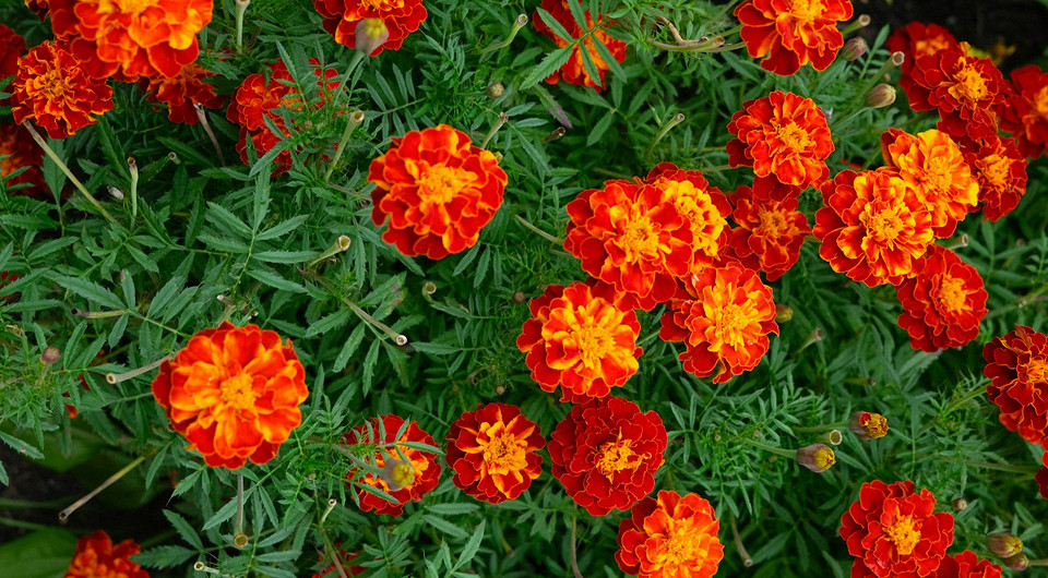 Когда сажать бархатцы в 2026 году: лучшие дни по лунному календарю и пример расчета