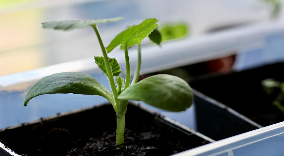 Благоприятные дни для посадки огурцов в апреле 2026 года: лунный календарь и климатические особенности