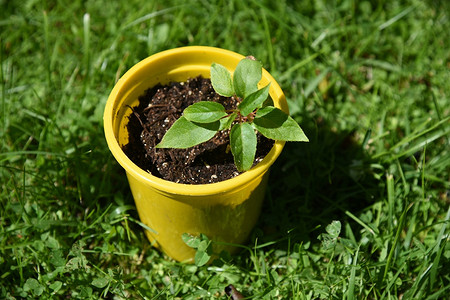 Как вырастить киви в домашних условиях: инструкция для открытого грунта и квартиры