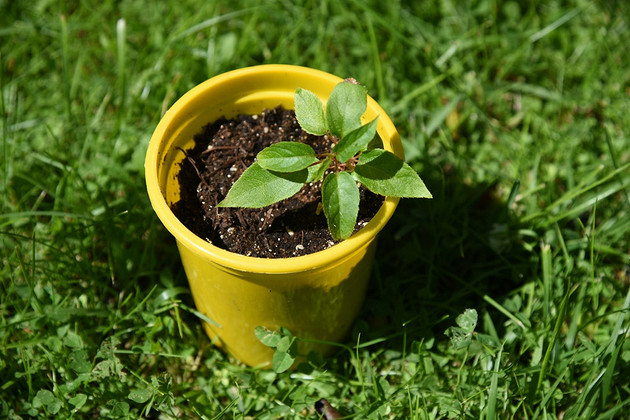 Как вырастить киви в домашних условиях: инструкция для открытого грунта и квартиры