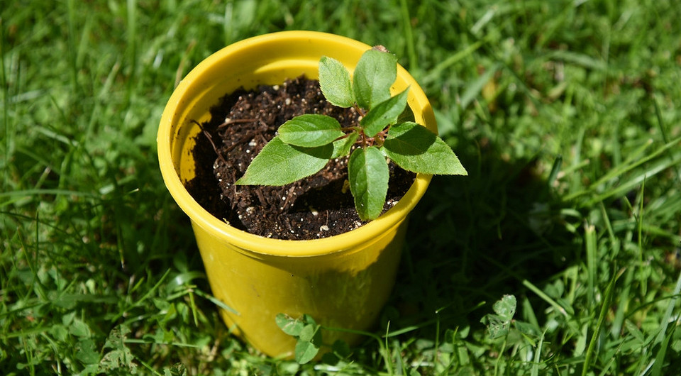 Как вырастить киви в домашних условиях: инструкция для открытого грунта и квартиры