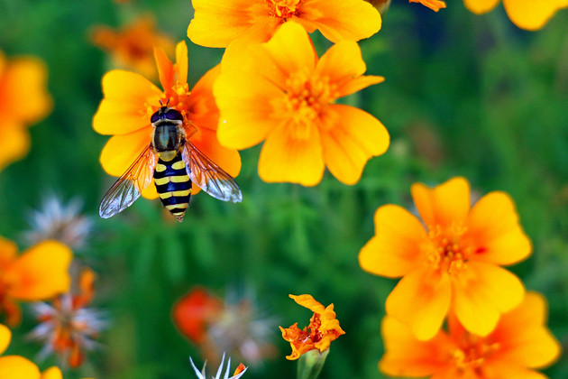 Какие бывают медоносы и что из них посадить на своем участке: 9 названий