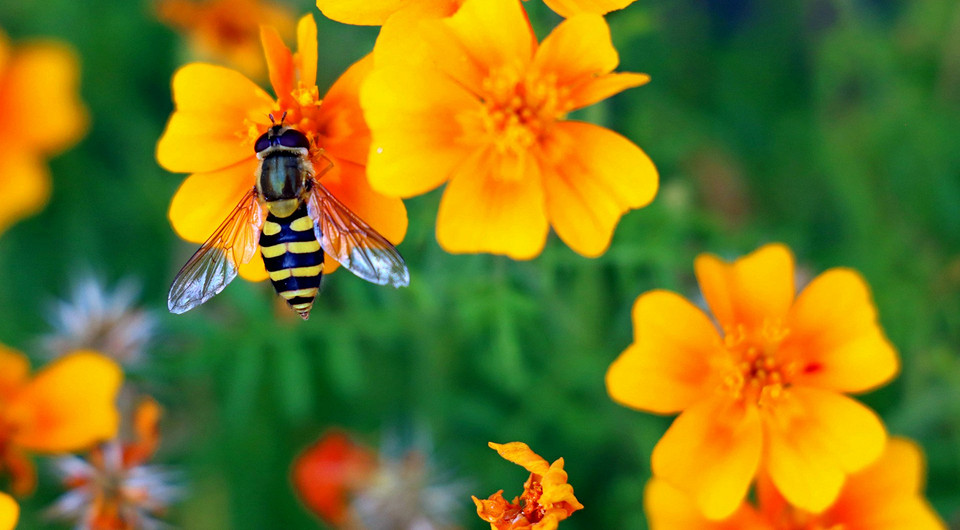 Какие бывают медоносы и что из них посадить на своем участке: 9 названий