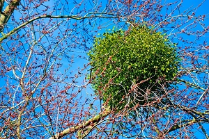 Зеленые шары на деревьях: что это такое и как избавиться от поражения