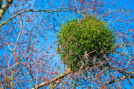 Зеленые шары на деревьях: что это такое и как избавиться от поражения
