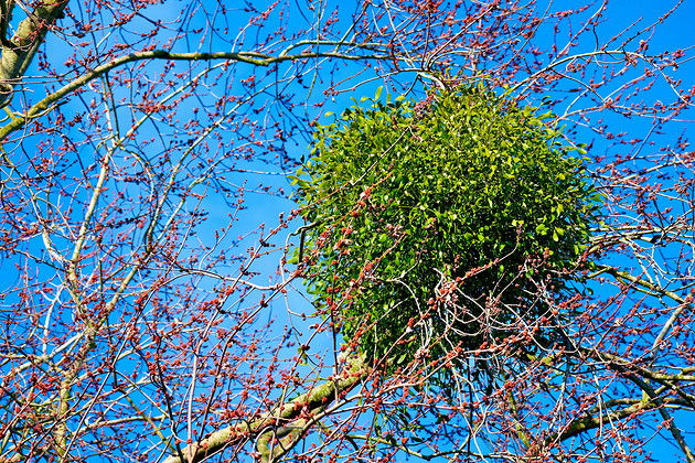 Зеленые шары на деревьях: что это такое и как избавиться от поражения